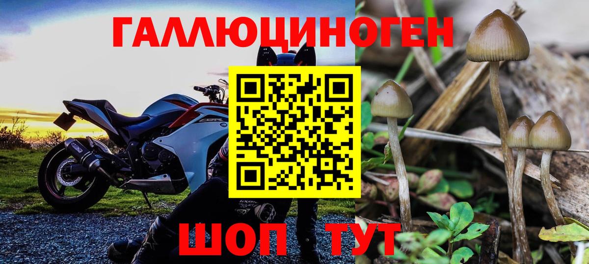 что такое наркотик  Галлюциногенные грибы Magic Shrooms  Вход с VPN  Красноярск  Псилоцибиновые грибы Cubensis 